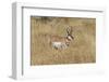 Male Pronghorn, Grand Teton National Park, Wyoming-Adam Jones-Framed Photographic Print