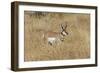 Male Pronghorn, Grand Teton National Park, Wyoming-Adam Jones-Framed Photographic Print