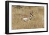 Male Pronghorn, Grand Teton National Park, Wyoming-Adam Jones-Framed Photographic Print