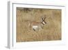 Male Pronghorn, Grand Teton National Park, Wyoming-Adam Jones-Framed Photographic Print