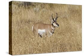 Male Pronghorn, Grand Teton National Park, Wyoming-Adam Jones-Stretched Canvas