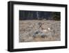 Male Pronghorn, Grand Teton National Park, Wyoming-Adam Jones-Framed Photographic Print