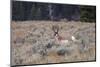 Male Pronghorn, Grand Teton National Park, Wyoming-Adam Jones-Mounted Photographic Print