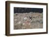 Male Pronghorn, Grand Teton National Park, Wyoming-Adam Jones-Framed Photographic Print