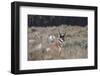 Male Pronghorn, Grand Teton National Park, Wyoming-Adam Jones-Framed Photographic Print