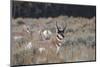 Male Pronghorn, Grand Teton National Park, Wyoming-Adam Jones-Mounted Photographic Print