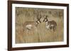 Male Pronghorn, Grand Teton National Park, Wyoming-Adam Jones-Framed Photographic Print