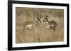 Male Pronghorn, Grand Teton National Park, Wyoming-Adam Jones-Framed Photographic Print