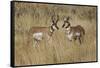 Male Pronghorn, Grand Teton National Park, Wyoming-Adam Jones-Framed Stretched Canvas