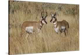 Male Pronghorn, Grand Teton National Park, Wyoming-Adam Jones-Stretched Canvas