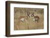 Male Pronghorn, Grand Teton National Park, Wyoming-Adam Jones-Framed Photographic Print