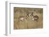 Male Pronghorn, Grand Teton National Park, Wyoming-Adam Jones-Framed Photographic Print