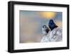 Male Purple martins perched on rock, Sea of Cortez, Mexico-Claudio Contreras-Framed Photographic Print