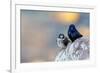 Male Purple martins perched on rock, Sea of Cortez, Mexico-Claudio Contreras-Framed Photographic Print