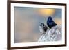 Male Purple martins perched on rock, Sea of Cortez, Mexico-Claudio Contreras-Framed Photographic Print