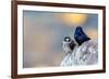 Male Purple martins perched on rock, Sea of Cortez, Mexico-Claudio Contreras-Framed Photographic Print