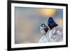 Male Purple martins perched on rock, Sea of Cortez, Mexico-Claudio Contreras-Framed Photographic Print