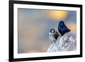 Male Purple martins perched on rock, Sea of Cortez, Mexico-Claudio Contreras-Framed Photographic Print