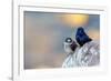 Male Purple martins perched on rock, Sea of Cortez, Mexico-Claudio Contreras-Framed Photographic Print