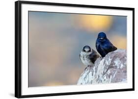 Male Purple martins perched on rock, Sea of Cortez, Mexico-Claudio Contreras-Framed Photographic Print