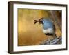 Male Quail-Chris Vest-Framed Art Print