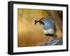 Male Quail-Chris Vest-Framed Art Print