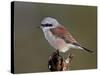 Male Red-Backed Shrike (Lanius Collurio), Kruger National Park, South Africa, Africa-James Hager-Stretched Canvas