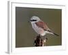 Male Red-Backed Shrike (Lanius Collurio), Kruger National Park, South Africa, Africa-James Hager-Framed Photographic Print