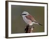 Male Red-Backed Shrike (Lanius Collurio), Kruger National Park, South Africa, Africa-James Hager-Framed Photographic Print