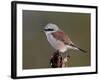 Male Red-Backed Shrike (Lanius Collurio), Kruger National Park, South Africa, Africa-James Hager-Framed Photographic Print