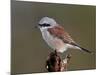 Male Red-Backed Shrike (Lanius Collurio), Kruger National Park, South Africa, Africa-James Hager-Mounted Photographic Print
