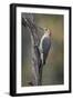 Male Red-bellied woodpecker in autumn, Kentucky-Adam Jones-Framed Photographic Print