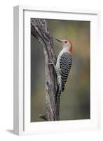 Male Red-bellied woodpecker in autumn, Kentucky-Adam Jones-Framed Photographic Print