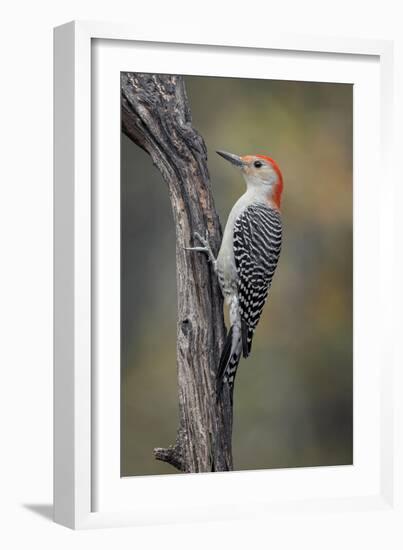 Male Red-bellied woodpecker in autumn, Kentucky-Adam Jones-Framed Photographic Print