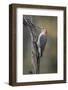 Male Red-bellied woodpecker in autumn, Kentucky-Adam Jones-Framed Photographic Print