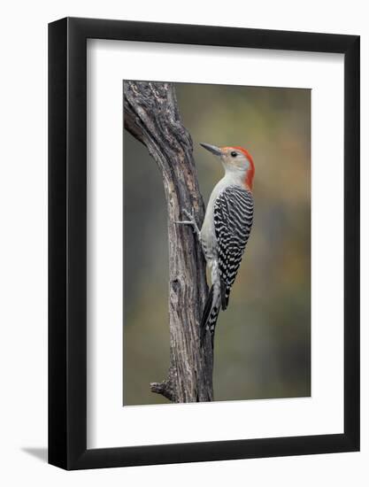 Male Red-bellied woodpecker in autumn, Kentucky-Adam Jones-Framed Photographic Print