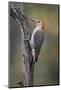 Male Red-bellied woodpecker in autumn, Kentucky-Adam Jones-Mounted Photographic Print