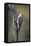 Male Red-bellied woodpecker in autumn, Kentucky-Adam Jones-Framed Stretched Canvas