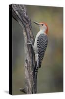 Male Red-bellied woodpecker in autumn, Kentucky-Adam Jones-Stretched Canvas