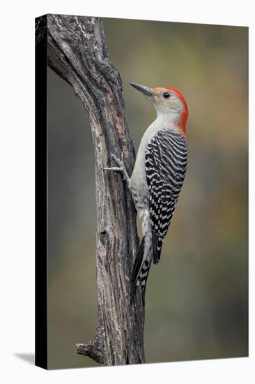 Male Red-bellied woodpecker in autumn, Kentucky-Adam Jones-Stretched Canvas