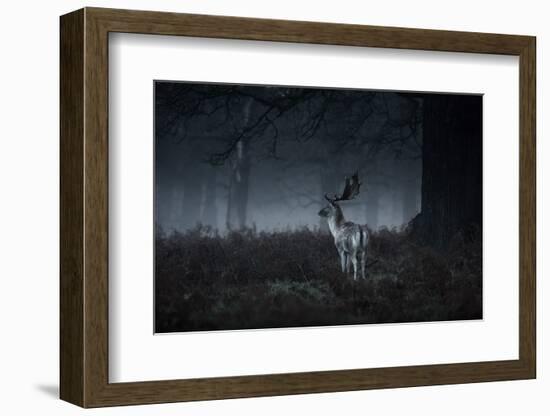 Male Red Deer Stag, Cervus Elaphus, in London's Richmond Park-Alex Saberi-Framed Photographic Print