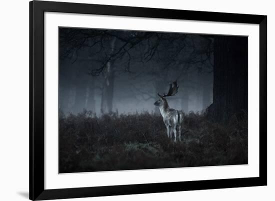 Male Red Deer Stag, Cervus Elaphus, in London's Richmond Park-Alex Saberi-Framed Photographic Print