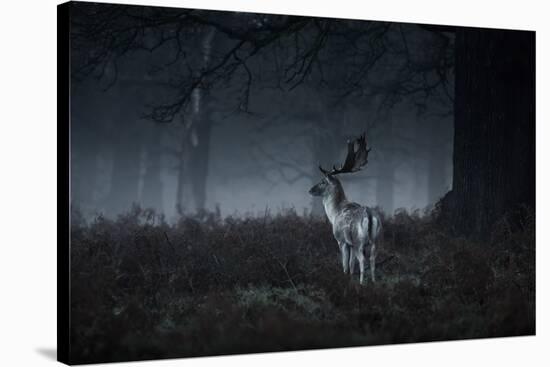 Male Red Deer Stag, Cervus Elaphus, in London's Richmond Park-Alex Saberi-Stretched Canvas