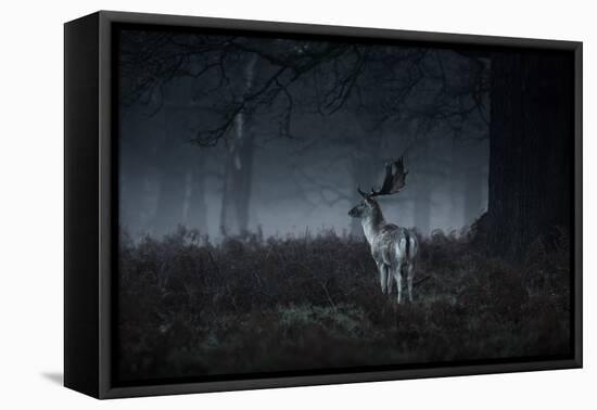 Male Red Deer Stag, Cervus Elaphus, in London's Richmond Park-Alex Saberi-Framed Stretched Canvas