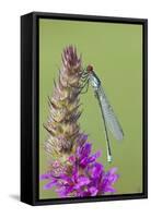 Male Red Eyed Damselfly (Erythromma Najas) on Purple Loosestrife Flower, Bedfordshire, UK-Mark Hamblin-Framed Stretched Canvas