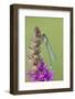 Male Red Eyed Damselfly (Erythromma Najas) on Purple Loosestrife Flower, Bedfordshire, UK-Mark Hamblin-Framed Photographic Print