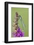 Male Red Eyed Damselfly (Erythromma Najas) on Purple Loosestrife Flower, Bedfordshire, UK-Mark Hamblin-Framed Photographic Print