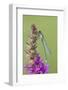 Male Red Eyed Damselfly (Erythromma Najas) on Purple Loosestrife Flower, Bedfordshire, UK-Mark Hamblin-Framed Photographic Print