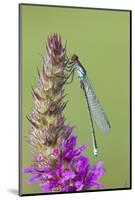 Male Red Eyed Damselfly (Erythromma Najas) on Purple Loosestrife Flower, Bedfordshire, UK-Mark Hamblin-Mounted Photographic Print