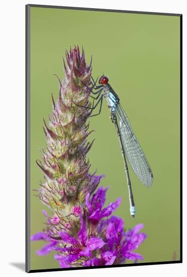 Male Red Eyed Damselfly (Erythromma Najas) on Purple Loosestrife Flower, Bedfordshire, UK-Mark Hamblin-Mounted Photographic Print